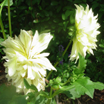 Dahlia with light yellow flowers