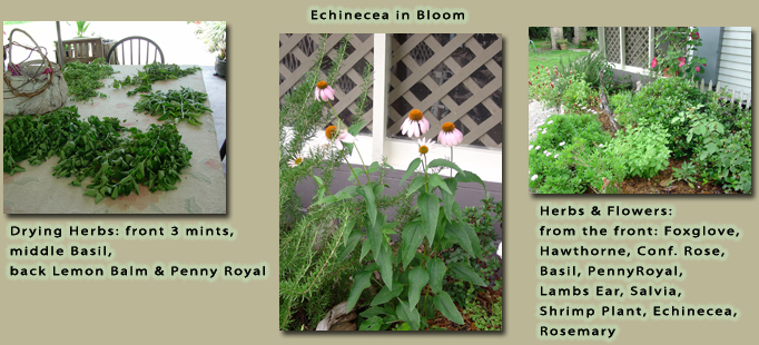 Drying herbs, Echinecea in Bloom, and Herbs and Flowers happily growing