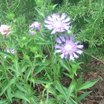 Queen Marie's Flower Essence Bath